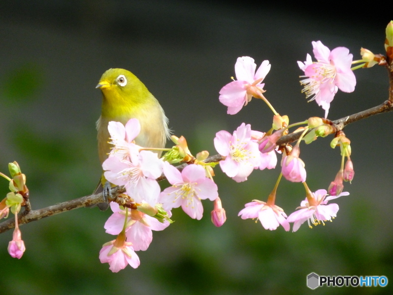 メジロと河津桜