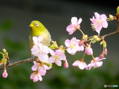 メジロと河津桜