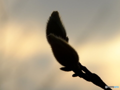 木蓮と夕日