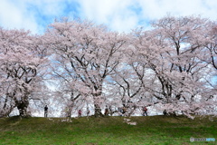 八幡市背割り堤の桜