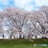 八幡市背割り堤の桜