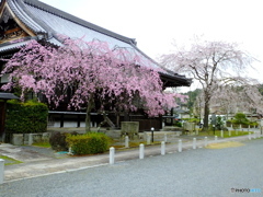 妙満寺　紅しだれ桜