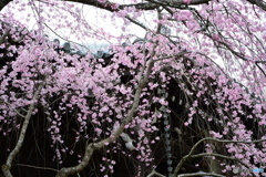 妙満寺　紅しだれ桜