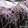 妙満寺　紅しだれ桜