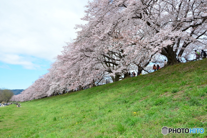 八幡市背割り堤の桜