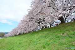 八幡市背割り堤の桜