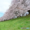 八幡市背割り堤の桜