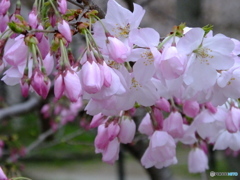 京都市植物園の桜