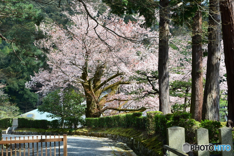 京都　桜咲く！