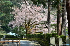 京都　桜咲く！