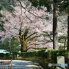京都　桜咲く！