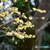 京都御苑　蝋梅