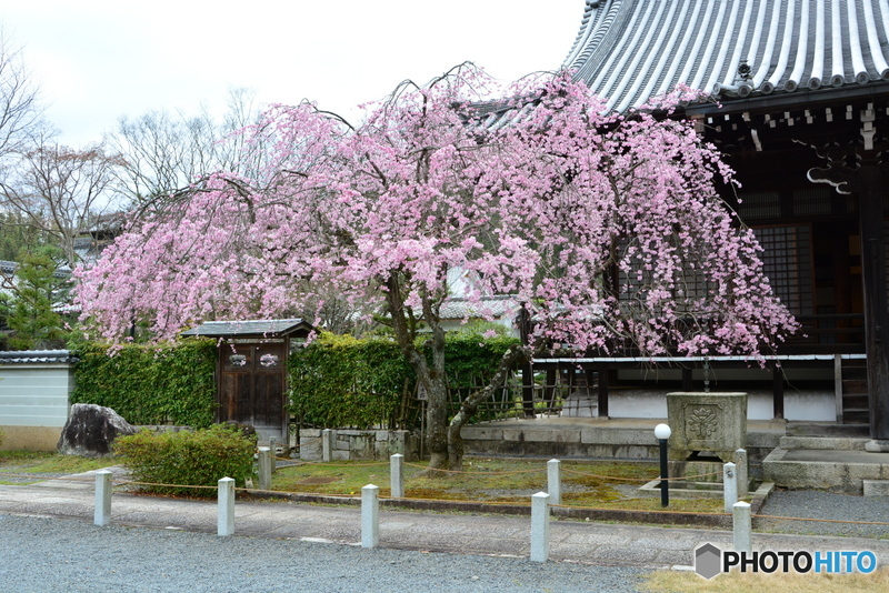 妙満寺　紅しだれ桜