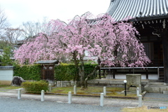 妙満寺　紅しだれ桜