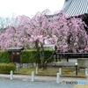 妙満寺　紅しだれ桜