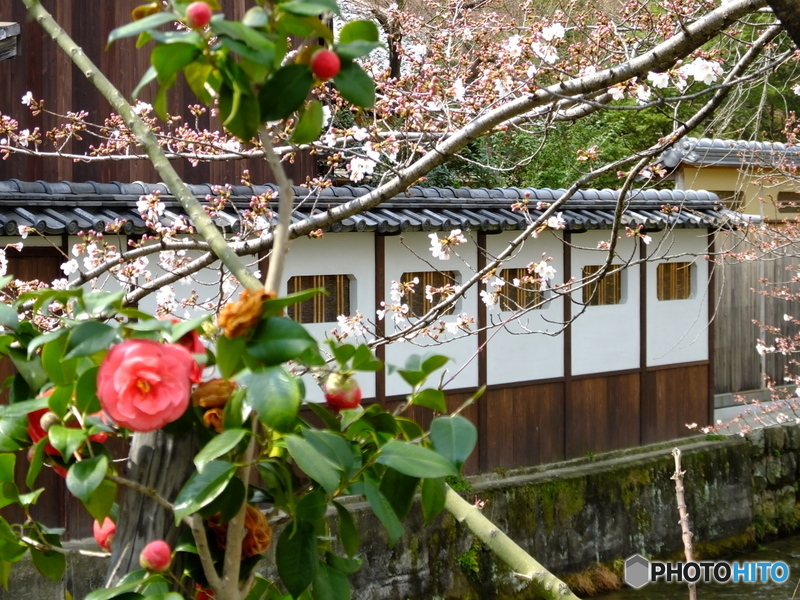 メインは桜