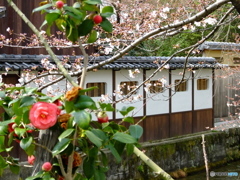 メインは桜