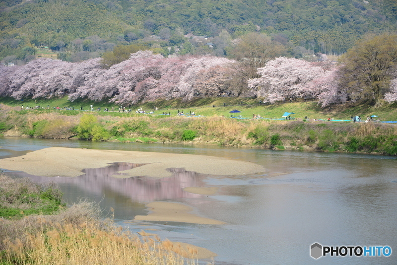 八幡市背割り堤の桜