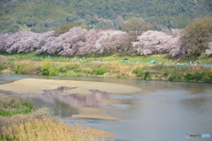 八幡市背割り堤の桜