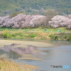 八幡市背割り堤の桜