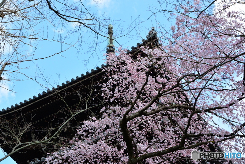 晴天の下に咲く枝垂れ桜