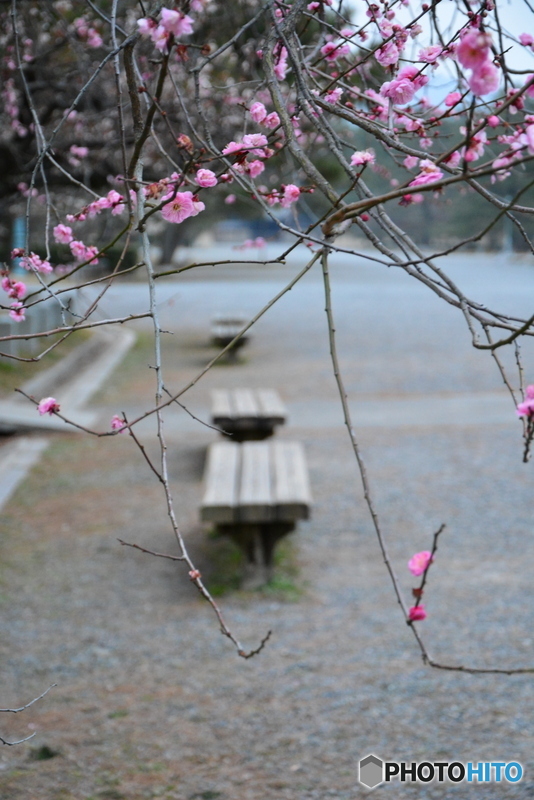 京都御苑　梅林