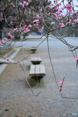 京都御苑　梅林