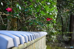 山茶花