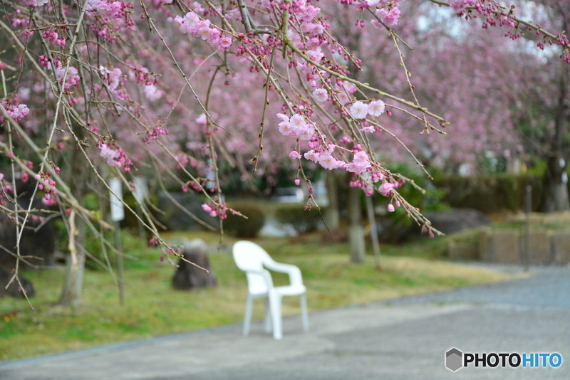 妙満寺　紅しだれ桜