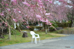 妙満寺　紅しだれ桜