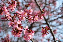 寒緋桜