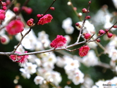 京都御苑　紅梅白梅