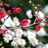 京都御苑　紅梅白梅