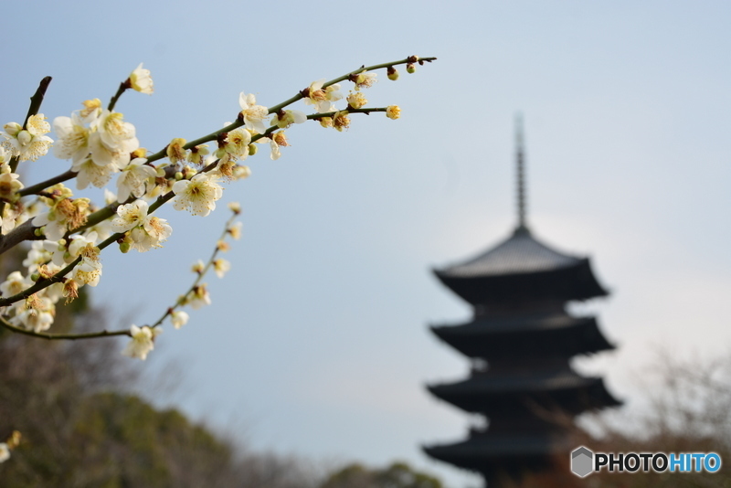 白梅と五重塔
