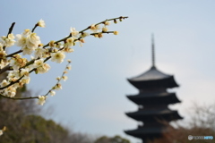白梅と五重塔