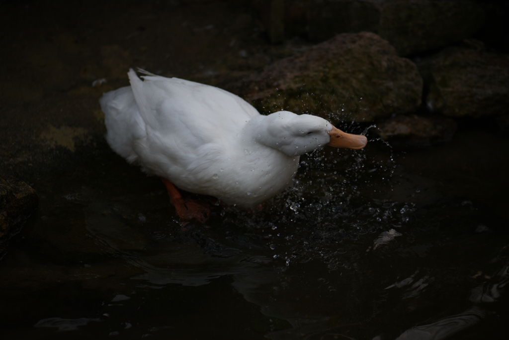 水浴び