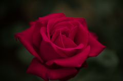 紅のバラ