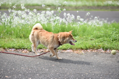 ボールは渡さない( ｰ`дｰ´)