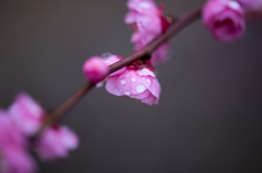 雨上がりの梅