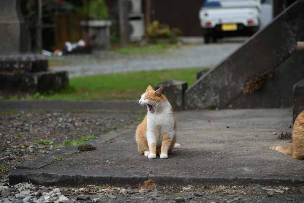 ねむいのにゃ