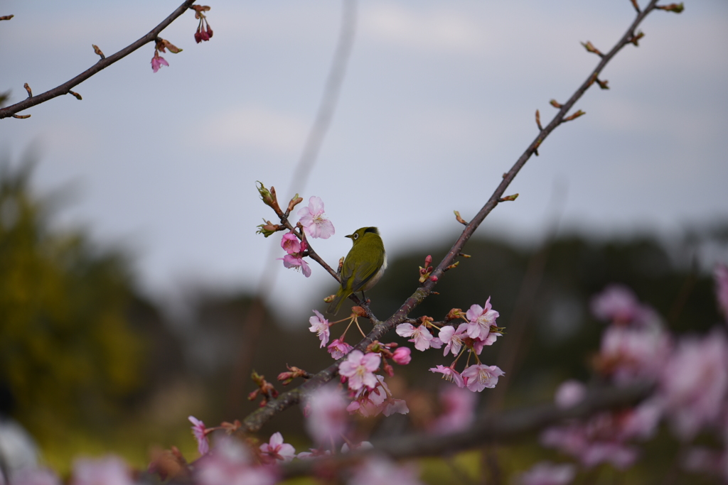 春一番