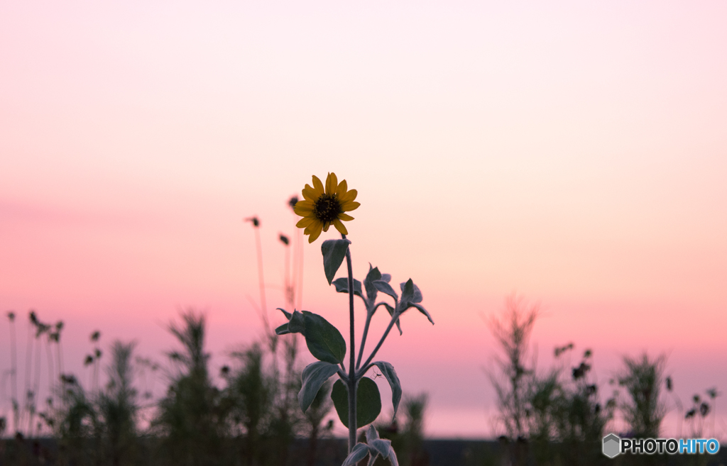 Sunflower of dusk