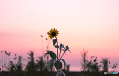 Sunflower of dusk