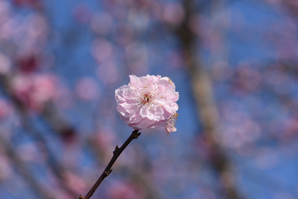 桜