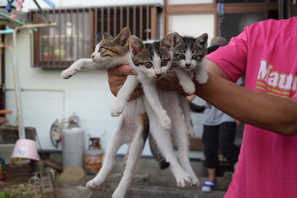 三匹の子猫