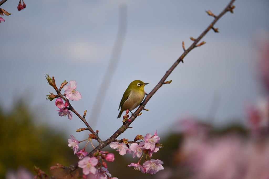 桜とメジロ