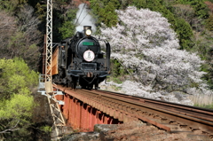 笹間川の彼岸桜とC10