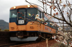 白梅と16000