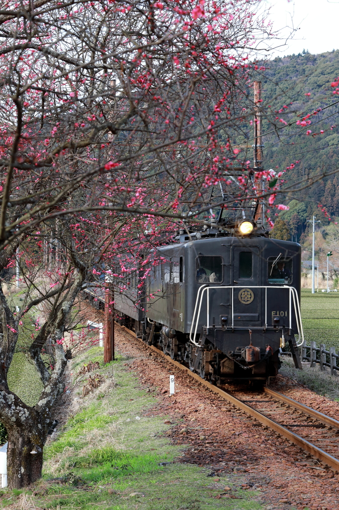 E101と梅