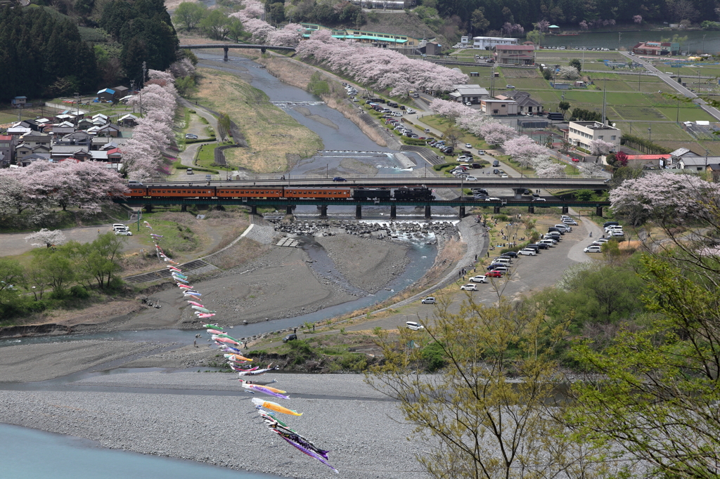 家山川の鯉のぼり 4